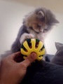 Playing with my kitten - PhotoDune Item for Sale