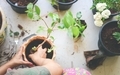 Girl potting plants  - PhotoDune Item for Sale