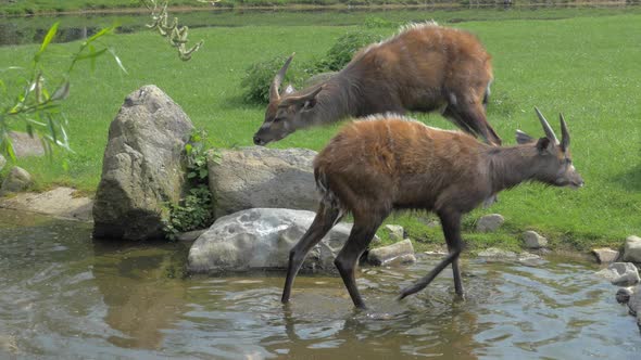 Two sitatunga by pond in the zoo or nature reserve