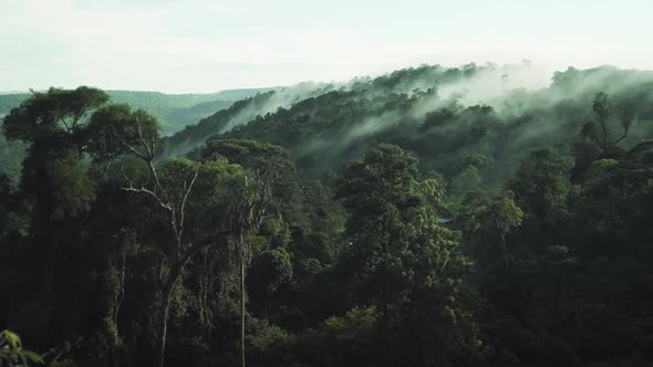 Misty Morning in the Rainforest.