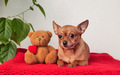 cute funny little red dog lies near a teddy bear with a heart on a red sweater - PhotoDune Item for Sale