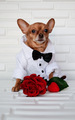 little cute dog in a suit with a bow tie with a red rose on a white background - PhotoDune Item for Sale