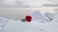 a red rose and lie on the snow on the rocky coast of the sea - PhotoDune Item for Sale