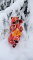 a small dog in a winter tiger costume lies in the snow near the tree - PhotoDune Item for Sale