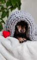 cute little dog froze and hid from the cold under a torn gray blanket - PhotoDune Item for Sale