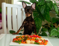 Cute dog eating vegetables  - PhotoDune Item for Sale