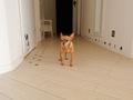 a small dog stands in the corridor of the apartment waiting for a walk - PhotoDune Item for Sale
