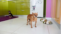 small two dogs near bowls of food and water in the kitchen - PhotoDune Item for Sale