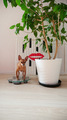 a small dog is weighed against the background of an abstract pattern and a home plant - PhotoDune Item for Sale