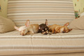 three small cute dogs of different colors sleep on the couch - PhotoDune Item for Sale