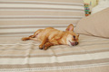 small dog sleeping on the couch - PhotoDune Item for Sale