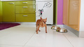 small dog near bowls of food and water in the kitchen - PhotoDune Item for Sale