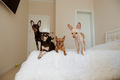 four small dogs of different colors of the same breed of toy terrier on the bed in the bedroom - PhotoDune Item for Sale