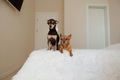 small dogs lie on the bed - PhotoDune Item for Sale