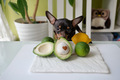 dog with green avocado with stone and lime at the table in the kitchen - PhotoDune Item for Sale