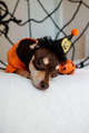 preparing and celebrating Halloween at home with pets dogs with costumes hats and cobwebs - PhotoDune Item for Sale