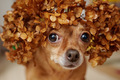 muzzle of a dog in autumn leaves - PhotoDune Item for Sale