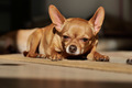 cute muzzle little dog lies on the floor under the sun - PhotoDune Item for Sale