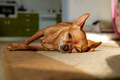 cute muzzle little dog sleeps on the floor under the sun - PhotoDune Item for Sale