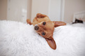 cute muzzle small dog lies on the bed - PhotoDune Item for Sale