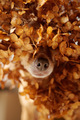muzzle of a cute dog in autumn leaves - PhotoDune Item for Sale