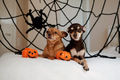 preparing for halloween celebration at home with pets dogs with cobwebs - PhotoDune Item for Sale
