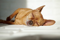 Cute little dog sleeping in the sun - PhotoDune Item for Sale