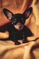 Adorable little puppy with big ears on the yellow background  - PhotoDune Item for Sale