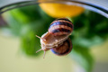 Brown snail on a mirror  - PhotoDune Item for Sale