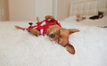 Cute dog sleeping at her owners bed  - PhotoDune Item for Sale