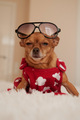 Funny dog in sun glasses and in red dress - PhotoDune Item for Sale