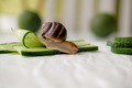 grape garden snail at home eats cucumbers - PhotoDune Item for Sale