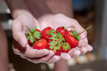 Fresh strawberries in teenager’s hands  - PhotoDune Item for Sale