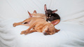 Three adorable cute little sleeping dogs  - PhotoDune Item for Sale