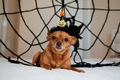 preparing for halloween celebration at home with pets dogs with costumes hats and cobwebs - PhotoDune Item for Sale
