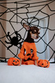 preparing for halloween celebration at home with pets dogs with costume and cobwebs - PhotoDune Item for Sale