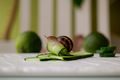 grape garden snail at home eats cucumbers - PhotoDune Item for Sale