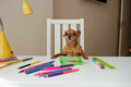dog with school supplies at the table - PhotoDune Item for Sale