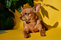 Adorable little dog on yellow background  - PhotoDune Item for Sale
