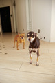 Two dog waiting for a walk  - PhotoDune Item for Sale