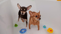 Two funny and cutest dogs have a bath with colourful toys - PhotoDune Item for Sale