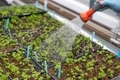 Watering in garden with new vegetation  - PhotoDune Item for Sale