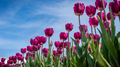 Tulips with green leaves against blue sky  - PhotoDune Item for Sale