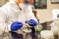 A male scientist plating bacterial culture plate beside flame - PhotoDune Item for Sale