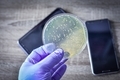 Bacteria isolated and cultured from cell phones  - PhotoDune Item for Sale