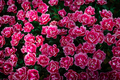 Floral background  - PhotoDune Item for Sale