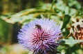Brera Botanical Gardens  - PhotoDune Item for Sale