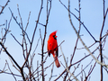 A cardinal in the treetop - PhotoDune Item for Sale