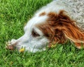 Resting pup - PhotoDune Item for Sale