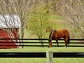 Horse - PhotoDune Item for Sale
